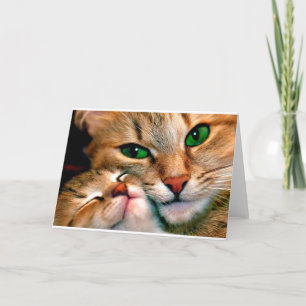 Carte Cat cuddles.