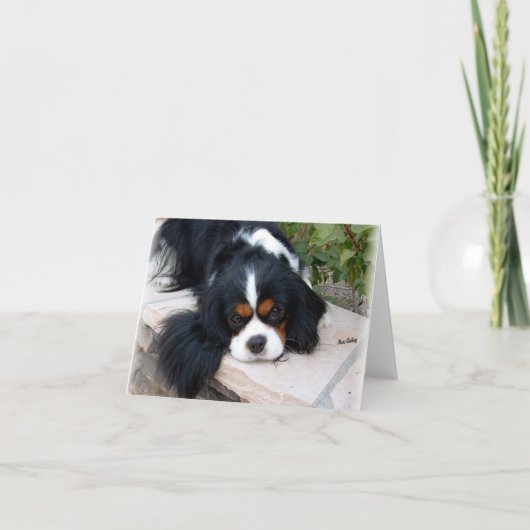 Carte Cavalier King Charles (Devant)