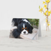 Carte Cavalier King Charles (Fleur jaune)