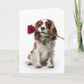 Carte Cavalier King Charles Saint Valentin – Amour Tendr (Devant)