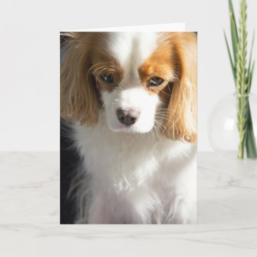 Carte Cavalier King Charles Spaniel (Devant)
