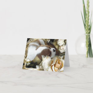 Carte Cavalier King Charles Spaniel