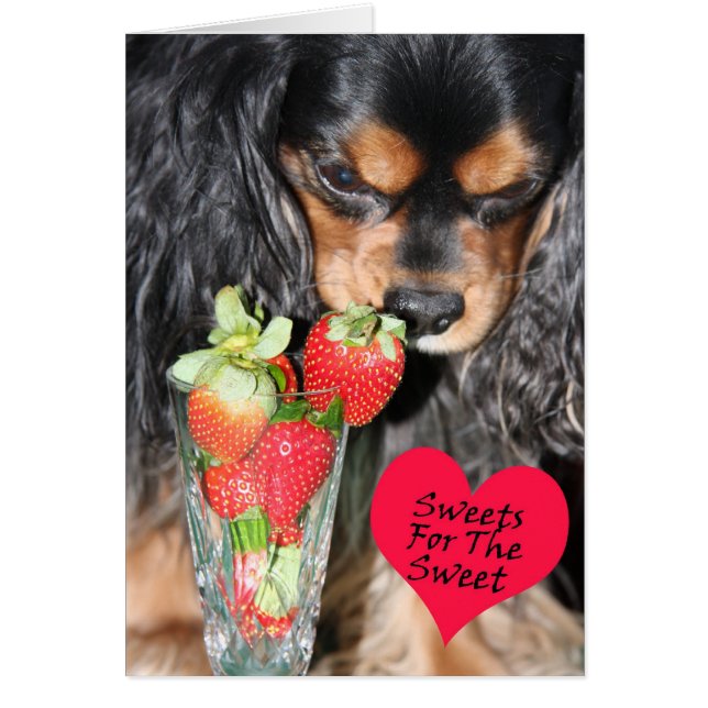 Carte Cavalier King Charles Spaniel Fraises (Devant)