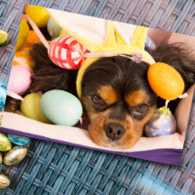 Carte Cavalier King Charles Spaniel Œufs de Pâques
