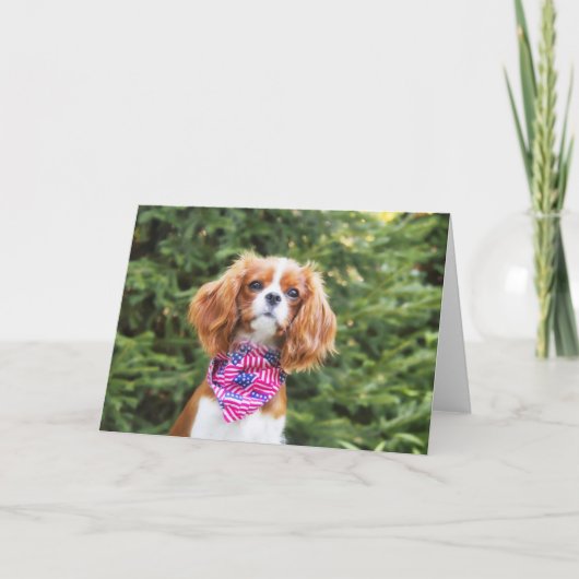 Carte Cavalier King Charles Spaniel Puppy 4 juillet (Devant)
