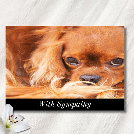 Carte Cavalier King Charles Spaniel sympathie