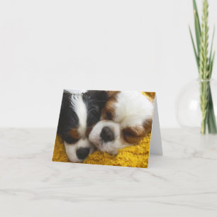 Carte Cavalier King Charles Spaniels Blank Note Card
