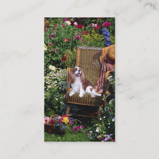 Carte cavalière de BreederBusiness d'épagneul du (Devant)