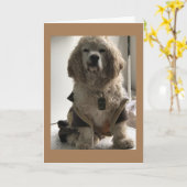 CARTE CE CHIEN EST PRÊT À DIRE "JOYEUX ANNIVERSAIRE" (Fleur jaune)