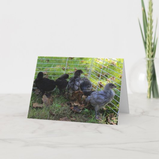 Carte Ce qui est - bout de poulet (Devant)