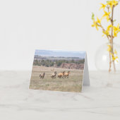 Carte Célibataires Kiger (Fleur jaune)