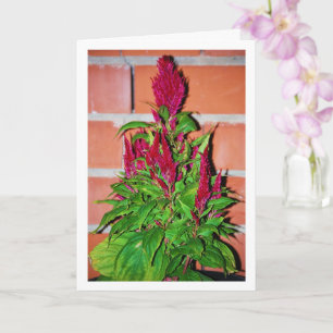 Carte Celosia Argentea - Souffle de Dragon - Plante