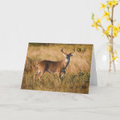 Carte Cerf à queue blanche | Automne à TX (Fleur jaune)