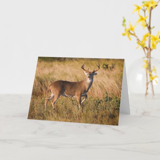 Carte Cerf à queue blanche | Automne à TX (Fleur jaune)