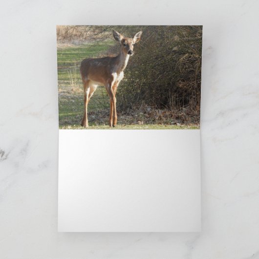 Carte Cerf à queue blanche *blank* (Intérieur)