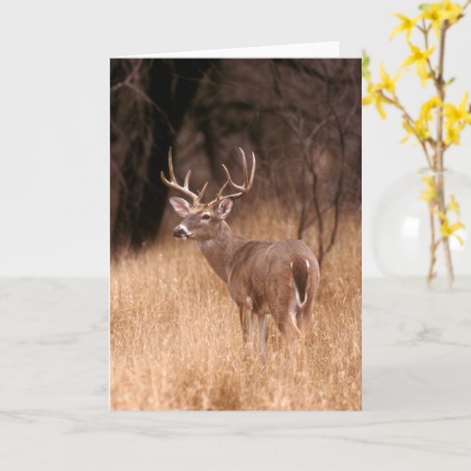Carte Cerf à queue blanche | Choke Canyon State Park, TX (Fleur jaune)