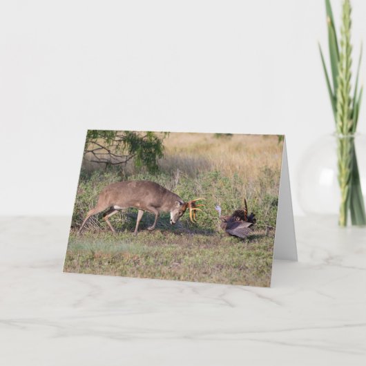 Carte Cerf à queue blanche combattant un dindon sauvage (Devant)