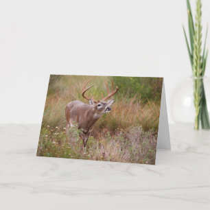 Carte Cerf à queue blanche en automne au Texas