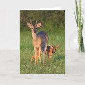 Carte Cerf à queue blanche | Habitat Grassy (Devant)