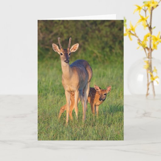 Carte Cerf à queue blanche | Habitat Grassy (Fleur jaune)