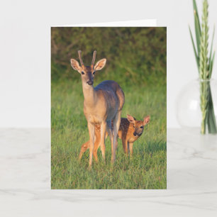 Carte Cerf à queue blanche Habitat herbeux