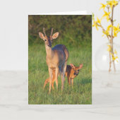 Carte Cerf à queue blanche | Habitat herbeux (Fleur jaune)