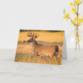 Carte Cerf à queue blanche | Sud TX (Fleur jaune)