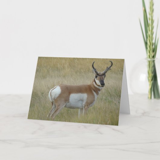 Carte Cerf antilope A1 (Devant)