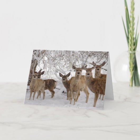 Carte Cerf Mule Wyoming (Devant)