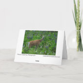 Carte Cerf parmi les lupines (Dos)