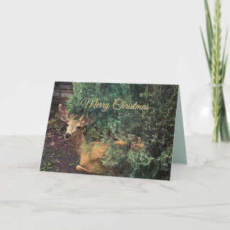 Carte Cerf regarde avec de grands yeux et oreilles