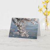 Carte cerisier en fleurs Washington DC (Fleur jaune)