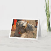 Carte Chameau blanc dans le désert (Devant)