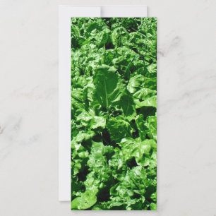 Carte Champ de betterave sucrière