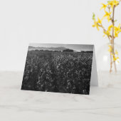 Carte Champ de coton, dans le soleil près de l'EL (Fleur jaune)