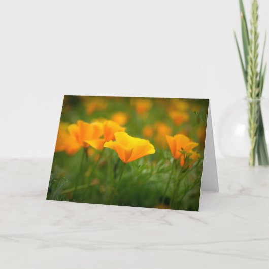 Carte Champ de crapets de Californie Orange Poppy Blank (Devant)
