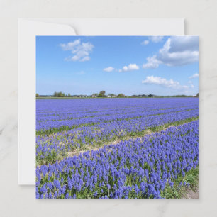 Carte Champ de Hyacinthes
