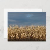 Carte Champ de maïs (Devant / Derrière)