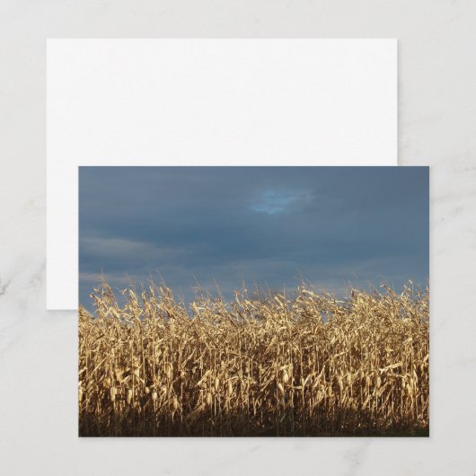 Carte Champ de maïs (Devant / Derrière)