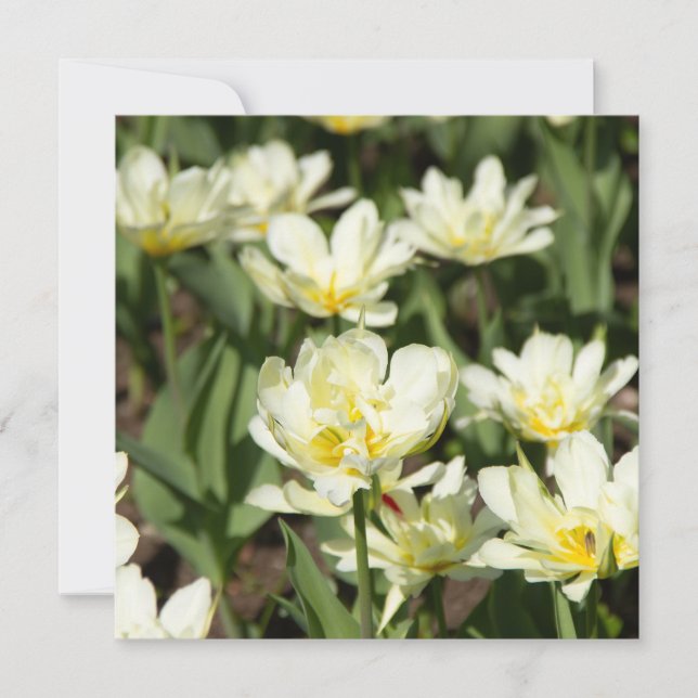 Carte Champ de tulipes blanches (Devant)