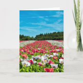 Carte Champ rouge et blanc (Devant)