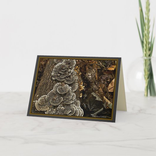 Carte champignons (Devant)