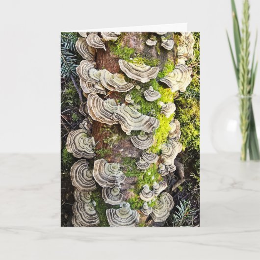 Carte Champignons à queue de dinde (Devant)
