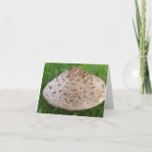 Carte Champignons dans l'herbe trouvés dans les bois (Devant)