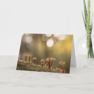Carte Champignons Nature Photo