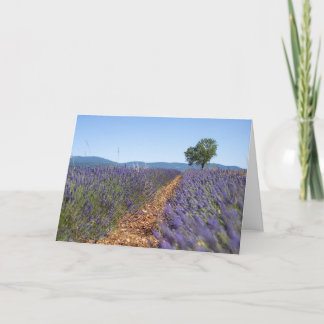 Carte Champs de lavande du Luberon, Provence, France -