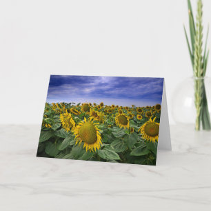 Carte Champs de tournesols Californie