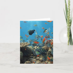Carte Chaos de la pêche tropicale