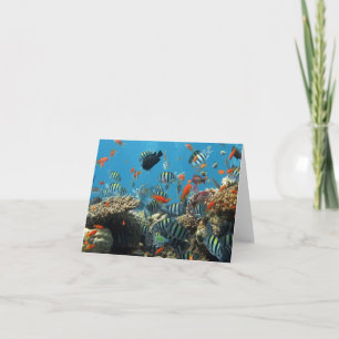 Carte Chaos de la pêche tropicale