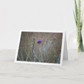 Carte Chardon à feuilles de coton, plante d'Onopordum (Devant)